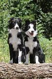 BORDER COLLIE 231